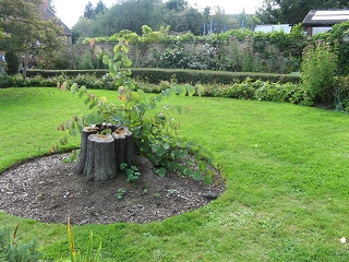 East Lambrook Manor Garden